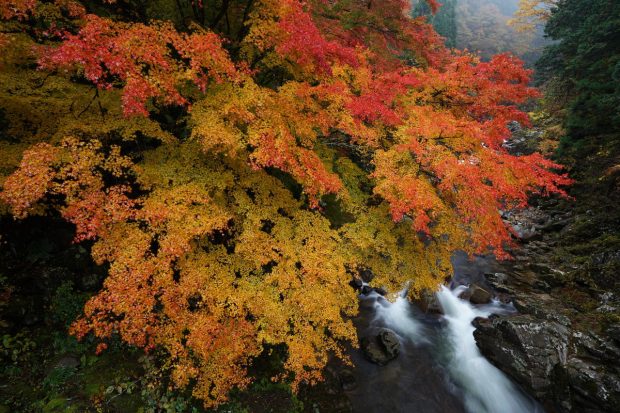 sony fe 16-35mm f 2.8 gm lens sample image 2